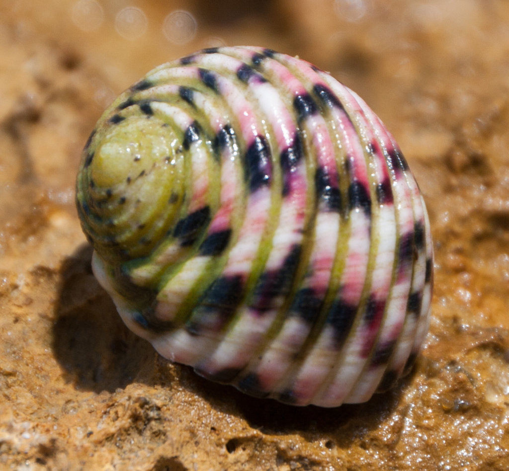 Four-toothed Nerite