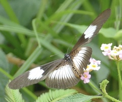 Acraea alcinoe alcinoe
