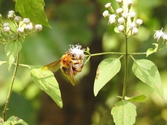 Xylocopa tranquebarica
