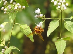 Xylocopa tranquebarica