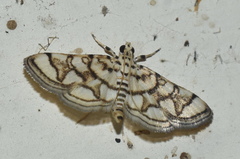 Elophila scitalis