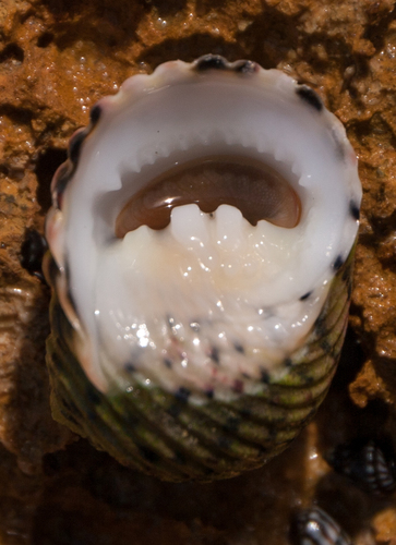 Four-toothed Nerite