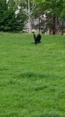 Corvus corone