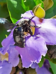 Xylocopa mexicanorum