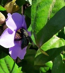 Xylocopa mexicanorum