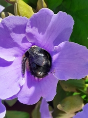 Xylocopa mexicanorum