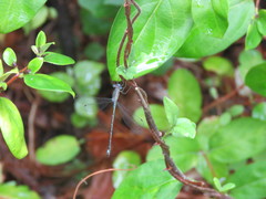 Lestes undulatus