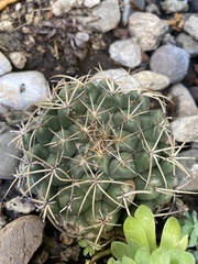 Coryphantha elephantidens