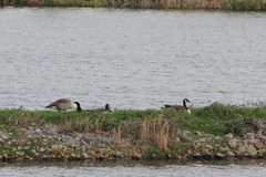 Branta canadensis
