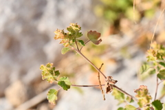 Acalypha monostachya