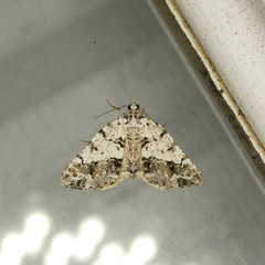 Macaria graphidaria