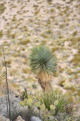 Yucca rostrata