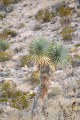 Yucca rostrata