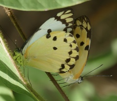 Belenois calypso calypso