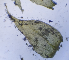 Brachythecium glareosum