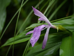 Roscoea purpurea