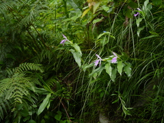 Roscoea purpurea