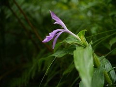 Roscoea purpurea