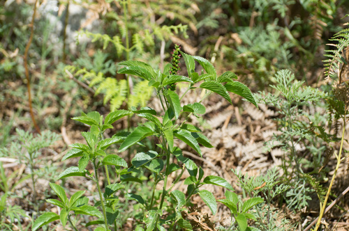 Acalypha communis (Acalypha communis)