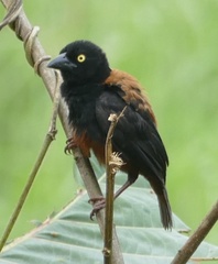 Ploceus castaneofuscus