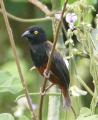 Ploceus castaneofuscus