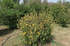 Barleria lupulina