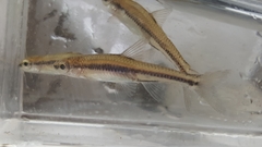 Notropis heterodon