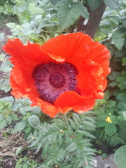 Papaver × pseudo-orientale