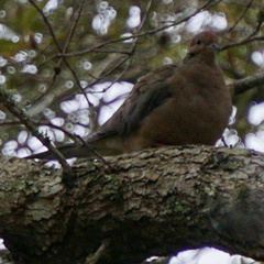 Zenaida macroura image