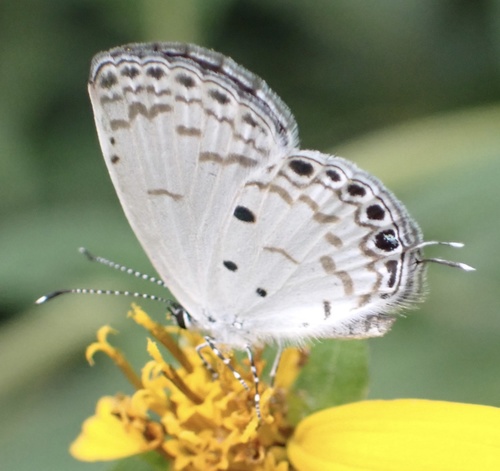 Thermoniphas micylus