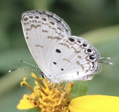 Thermoniphas micylus