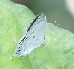 Thermoniphas micylus