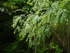 Hypericum oblongifolium