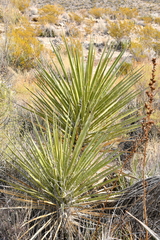 Yucca torreyi
