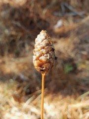 Xyris caroliniana