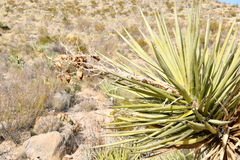 Yucca torreyi