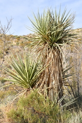 Yucca torreyi