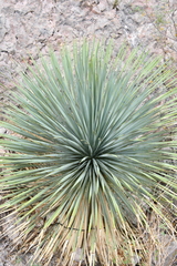 Yucca rostrata