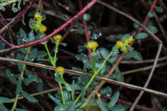 Euphorbia flavicoma