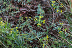 Euphorbia flavicoma