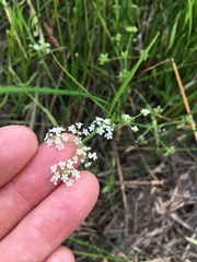 Limnosciadium pumilum