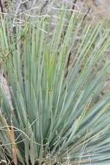 Yucca rostrata
