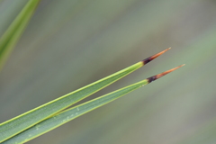 Yucca rostrata