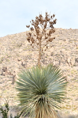 Yucca rostrata