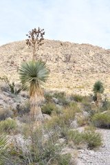 Yucca rostrata