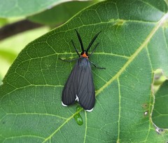 Ctenucha rubriceps