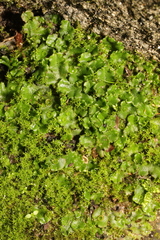 Marchantia polymorpha ruderalis