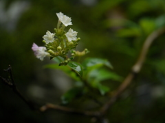 Leptodermis lanceolata