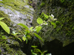 Leptodermis lanceolata