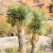Yucca rostrata - Photo (c) Curren Frasch,  זכויות יוצרים חלקיות (CC BY-NC), הועלה על ידי Curren Frasch